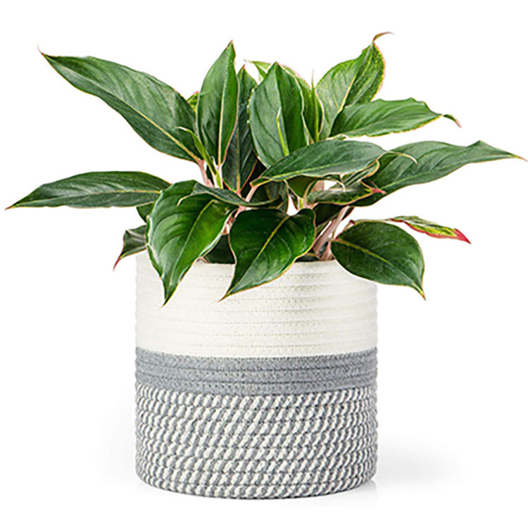 Cotton Rope Plants Basket